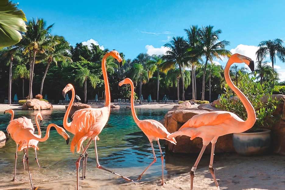 Orlando Flamingo