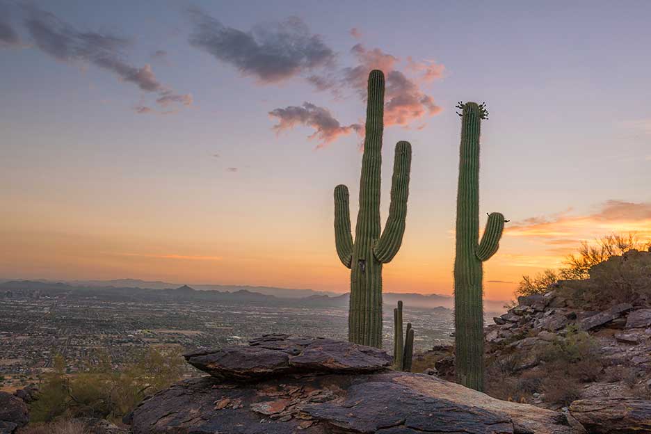 Saguaro Cactus
