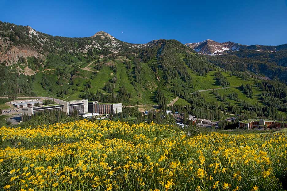 Snowbird resort outdoor flowers