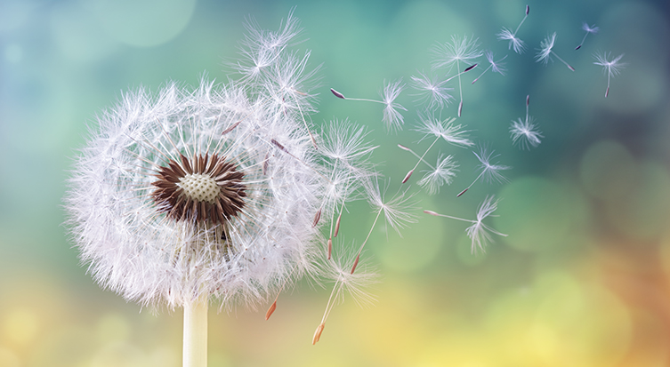 image of dandelion blowing in breeze