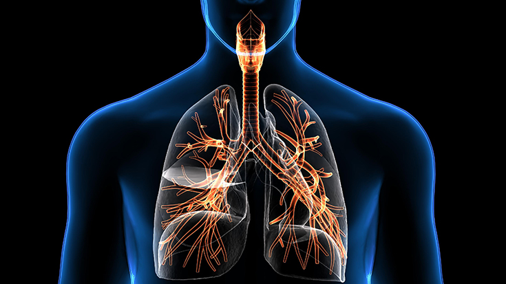 image example of respiratory system
